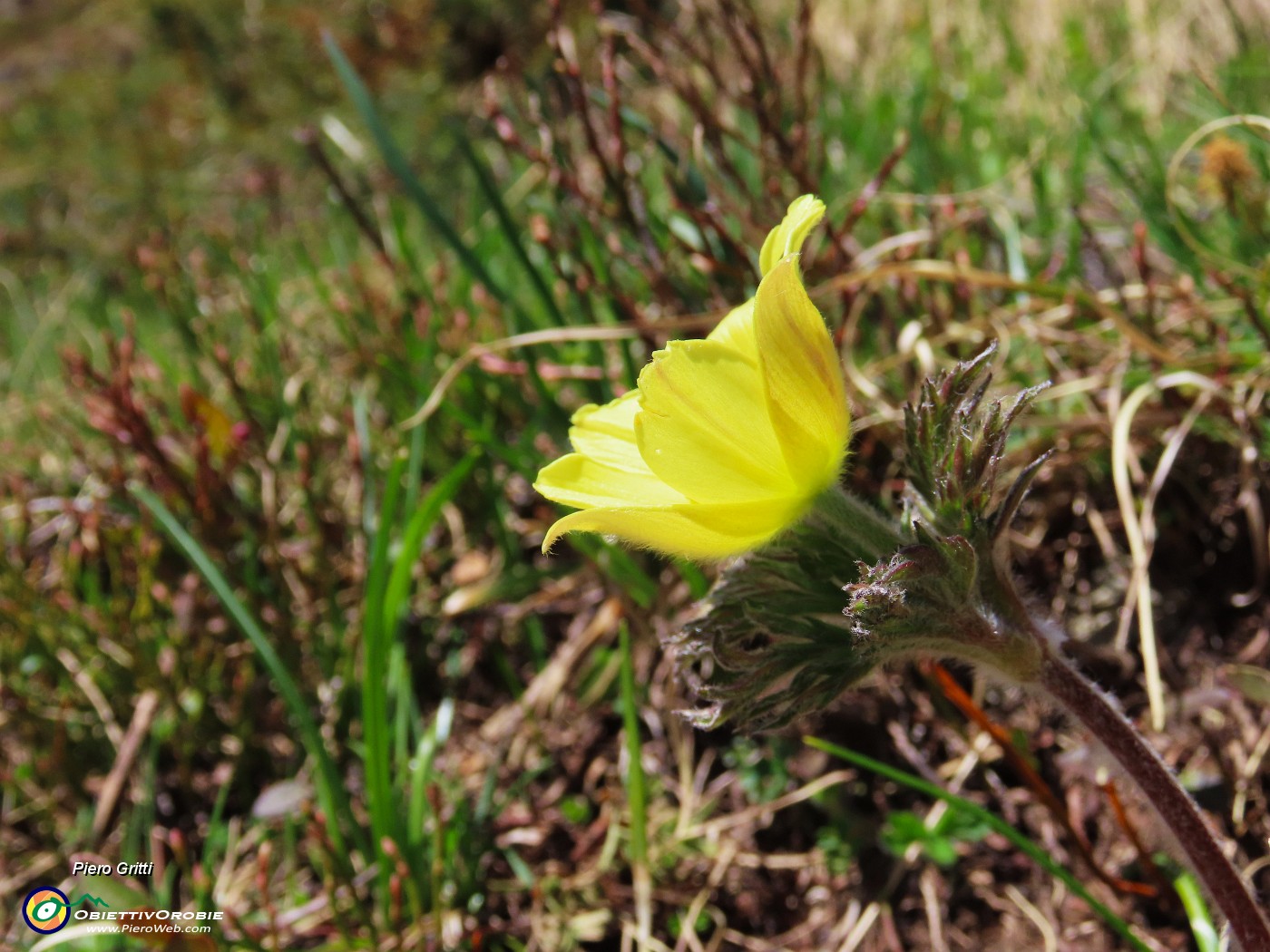 37 Pulsatilla alpina sulfurea, la prima che vedo quest'anno.JPG